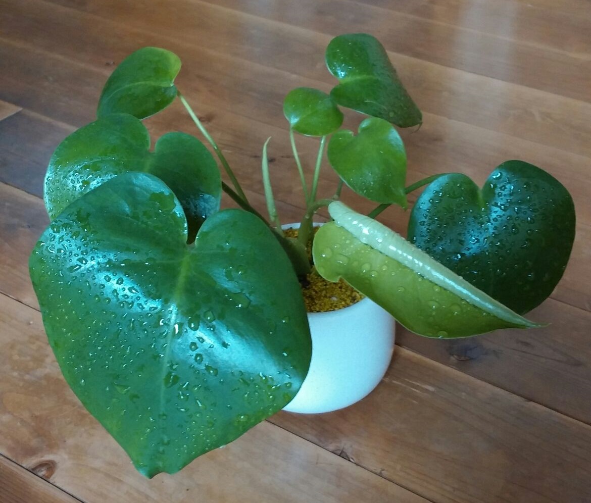 モンステラ 岡崎市のマッサージはティートリー アロマ香る空間でリンパマッサージなどの技術で極上の癒しを提供します